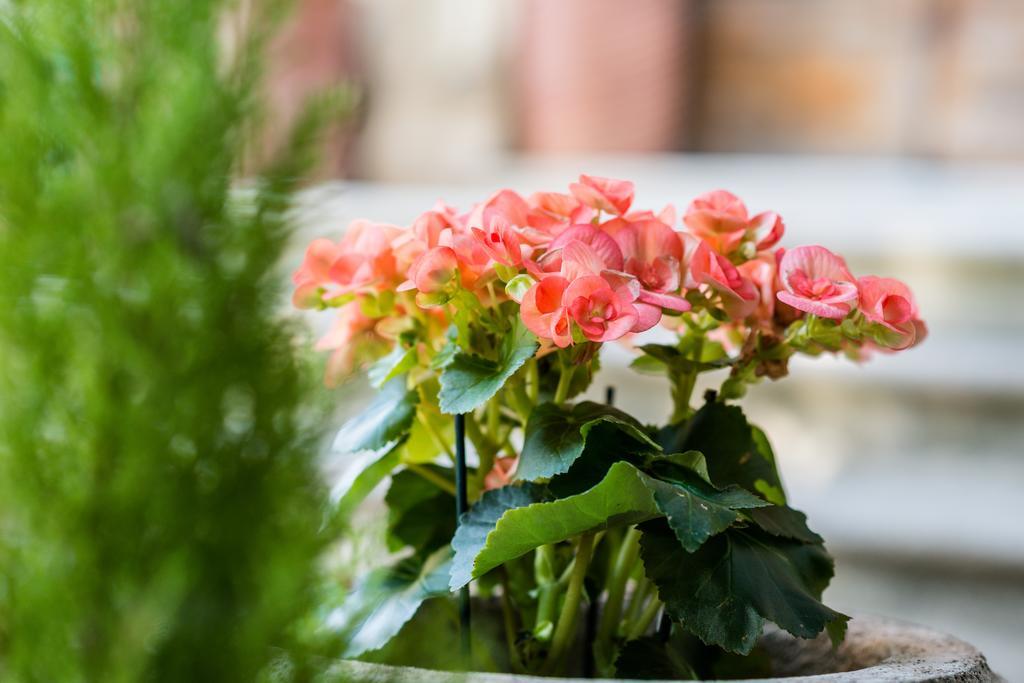 La Chicca B&B Siena Zewnętrze zdjęcie