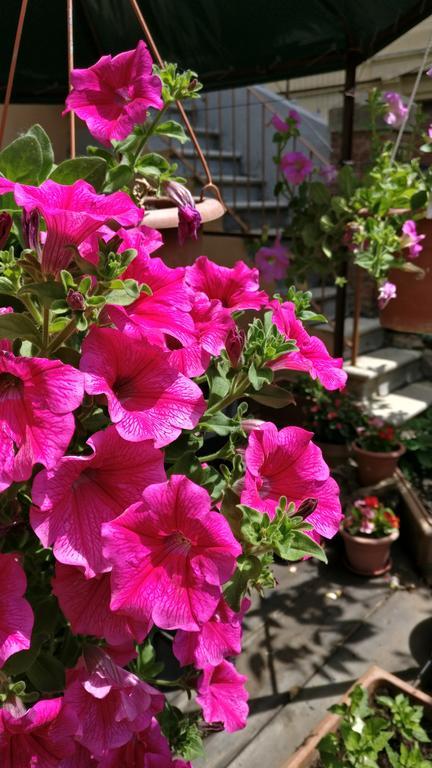 La Chicca B&B Siena Zewnętrze zdjęcie